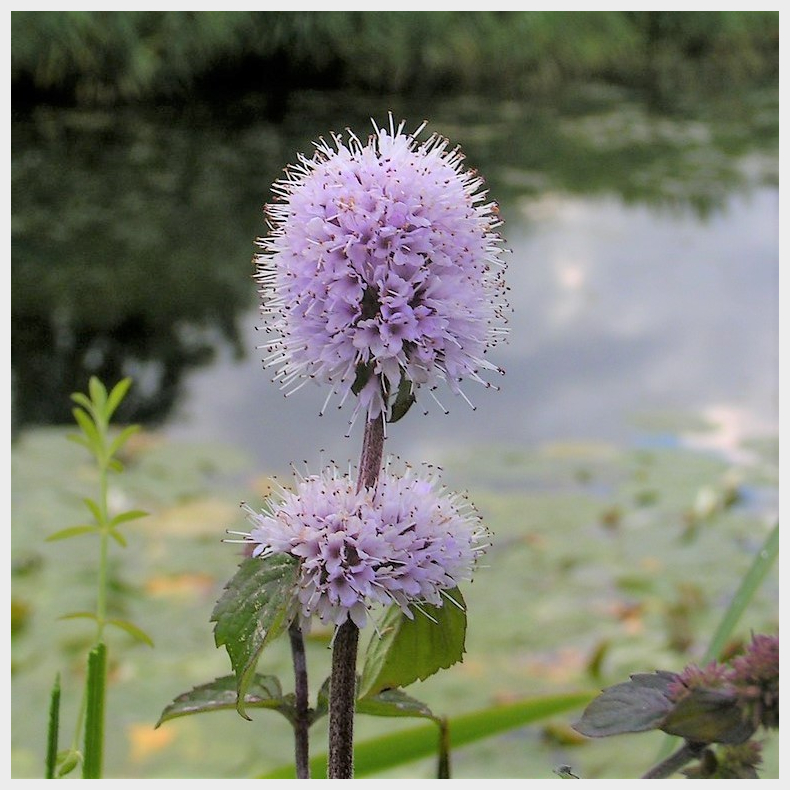 Mentha aquatica Marokkanische - Vandmynte