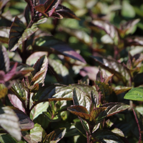 Mentha piperita Chocolate - Chokolademynte
