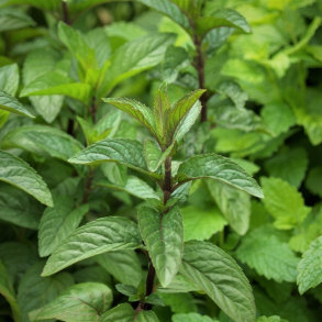 Mentha piperita - Pebermynte 