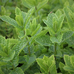 Mentha spicata Maroccan - Marokkansk Mynte 