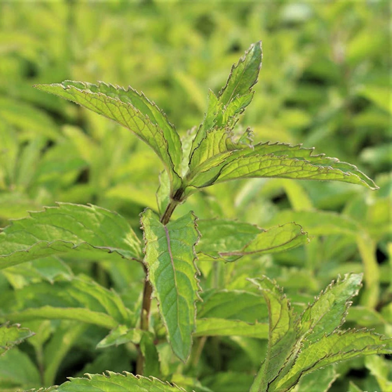 Mentha spicata Zitronenminze - Citronmynte 