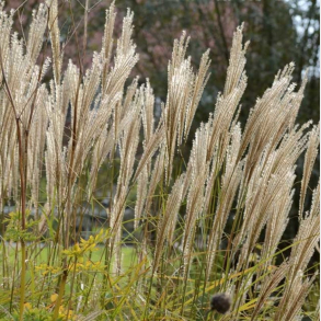 Miscanthus sinensis Kleine Silberspinne - Elefantgr�s 