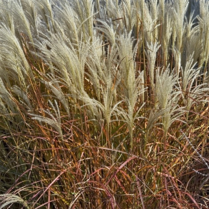 Miscanthus sinensis Purpurascens - R�dlig Elefantgr�s 