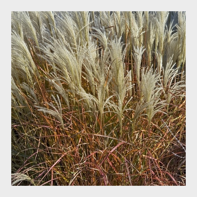 Miscanthus sinensis Purpurascens - R�dlig Elefantgr�s 