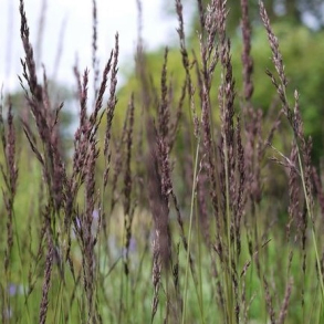 Molinia caerulea Edith Dudszus - Pibegrs