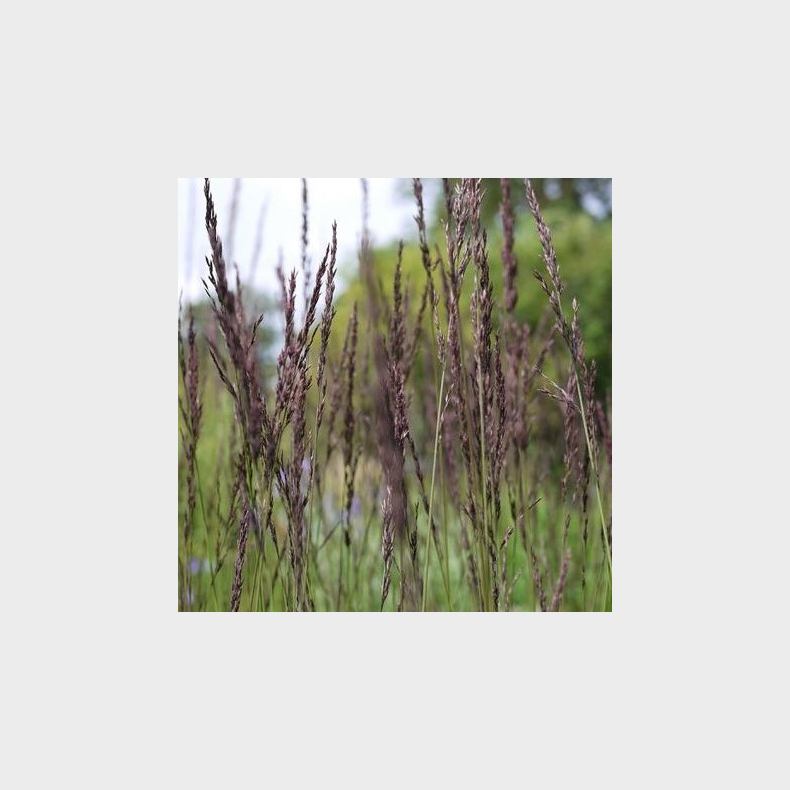 Molinia caerulea Edith Dudszus - Pibegrs