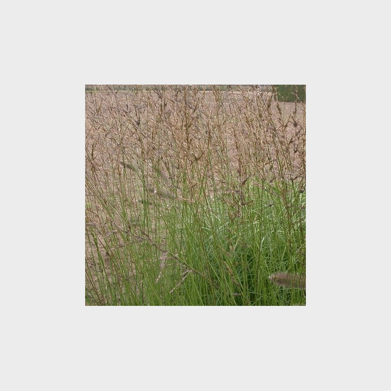 Molinia caerulea Heidezwerg- Pibegrs