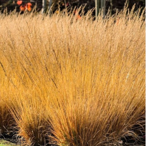Molinia caerulea Poul Petersen - Bl�top 