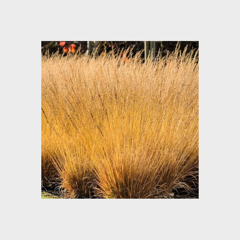 Molinia caerulea Poul Petersen - Bl�top 
