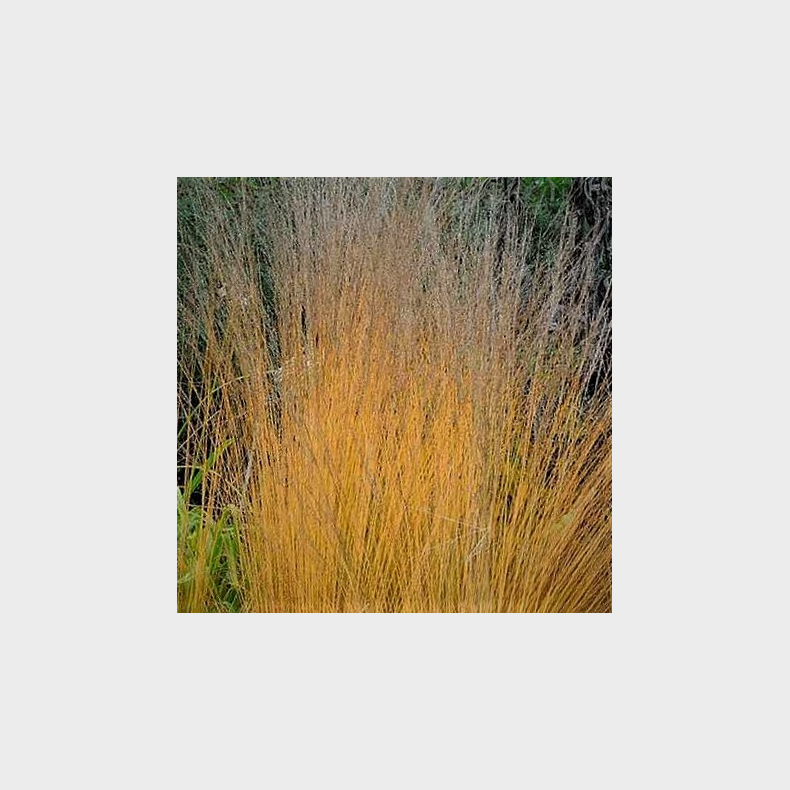 Molinia caerulea Torch - Bltop