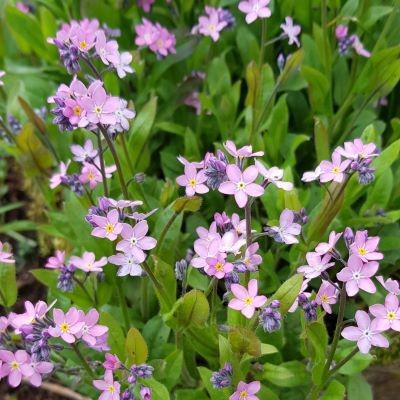 Skovforglemmigej Myosotis Sylvatica Compacta Victoria Pink