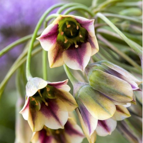 Allium Nectaroscordum siculum - Bulgarsk Honningl�g 6 l�g str. 10/+ ikke i potte