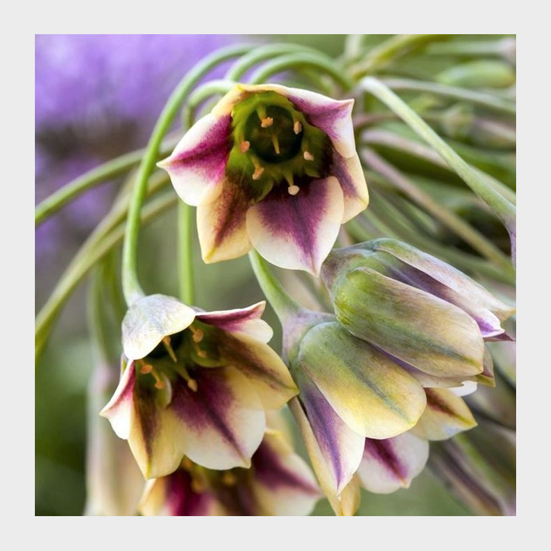 Allium Nectaroscordum siculum - Bulgarsk Honningl�g 6 l�g str. 10/+ ikke i potte