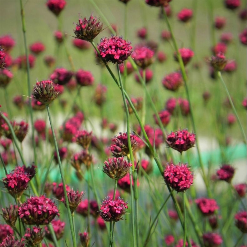 Dianthus pinifolius - Stenbedsnellike