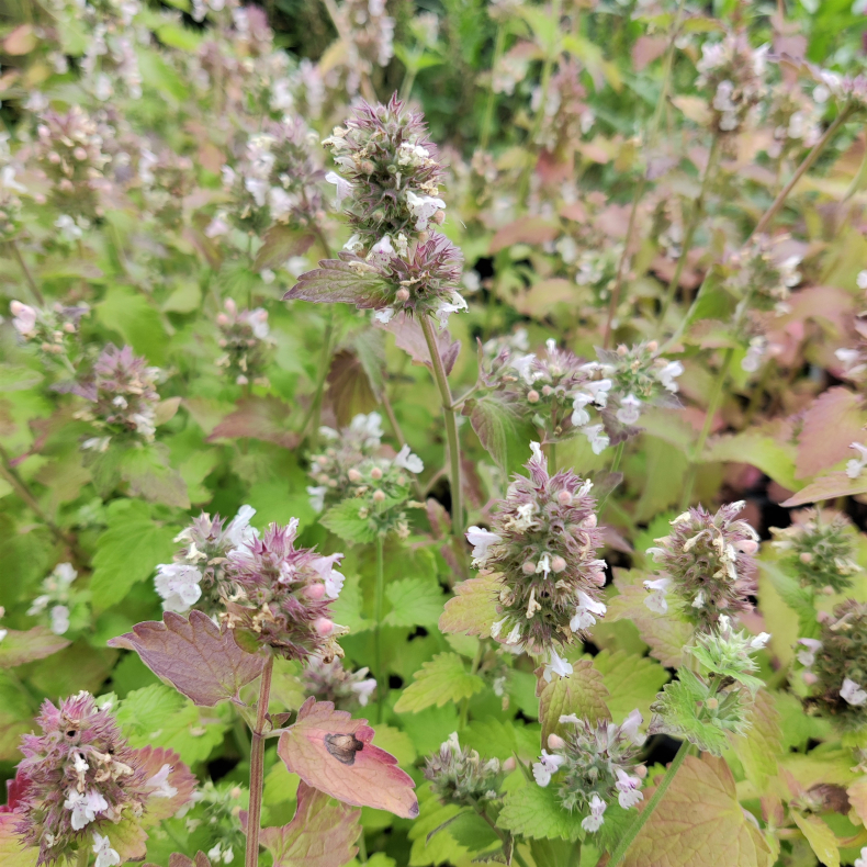 Nepeta cataria  var citrodorica - Almindelig katteurt