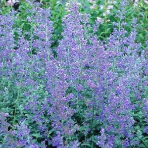 Nepeta faassenii Dropmore - Katteurt 