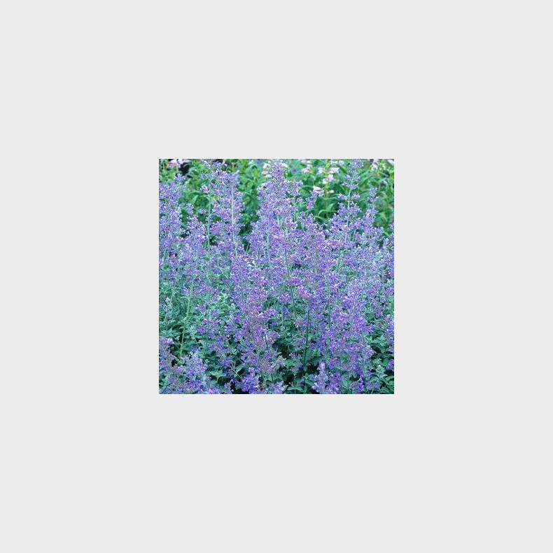 Nepeta faassenii Dropmore - Katteurt 