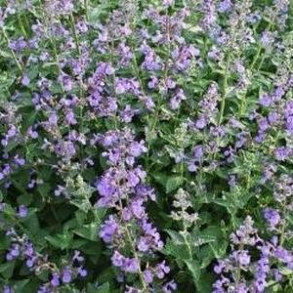 Nepeta faassenii Junior Walker - Bl�kant