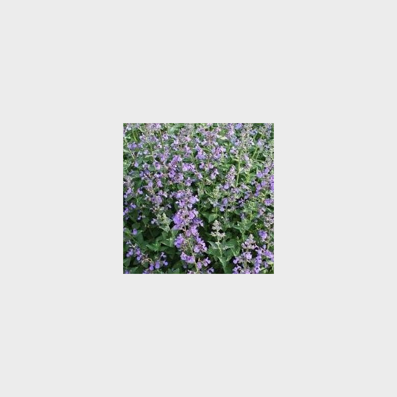 Nepeta faassenii Junior Walker - Bl�kant