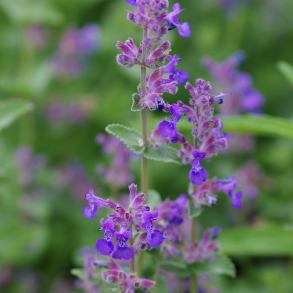 Nepeta faassenii Little Titch - Katteurt