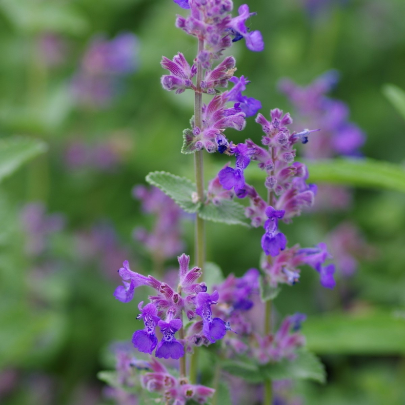 Nepeta faassenii Little Titch - Katteurt