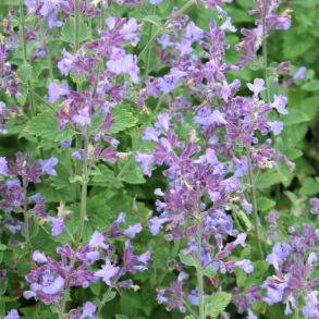 Nepeta faassenii Kit Cat - Katteurt 