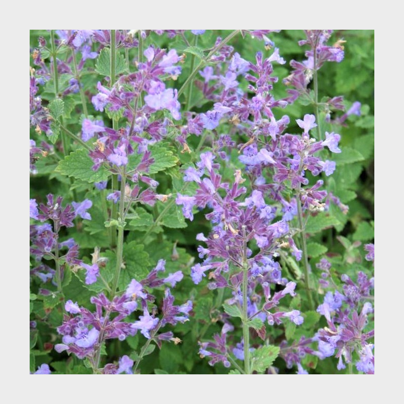 Nepeta faassenii Kit Cat - Katteurt 