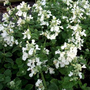 Nepeta faassenii Snowflake - Blkant