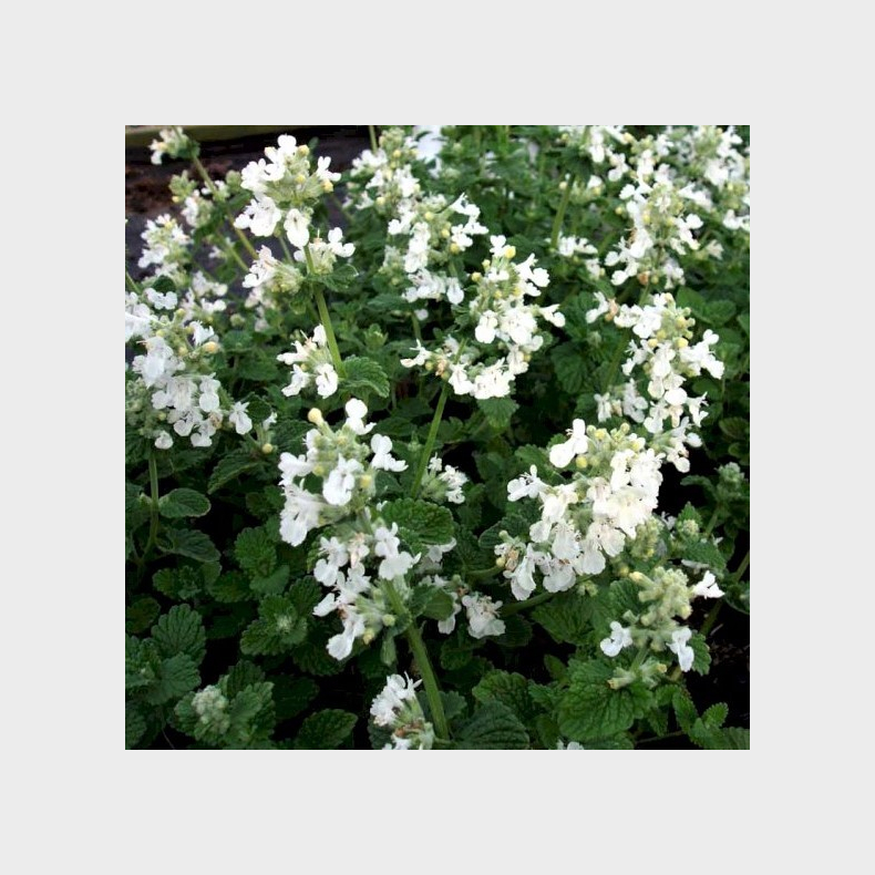 Nepeta faassenii Snowflake - Blkant