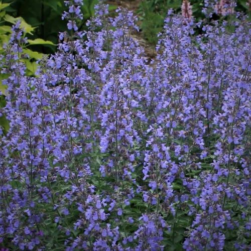 Katteurt Nepeta faassenii Walkers Low blåkant køb her
