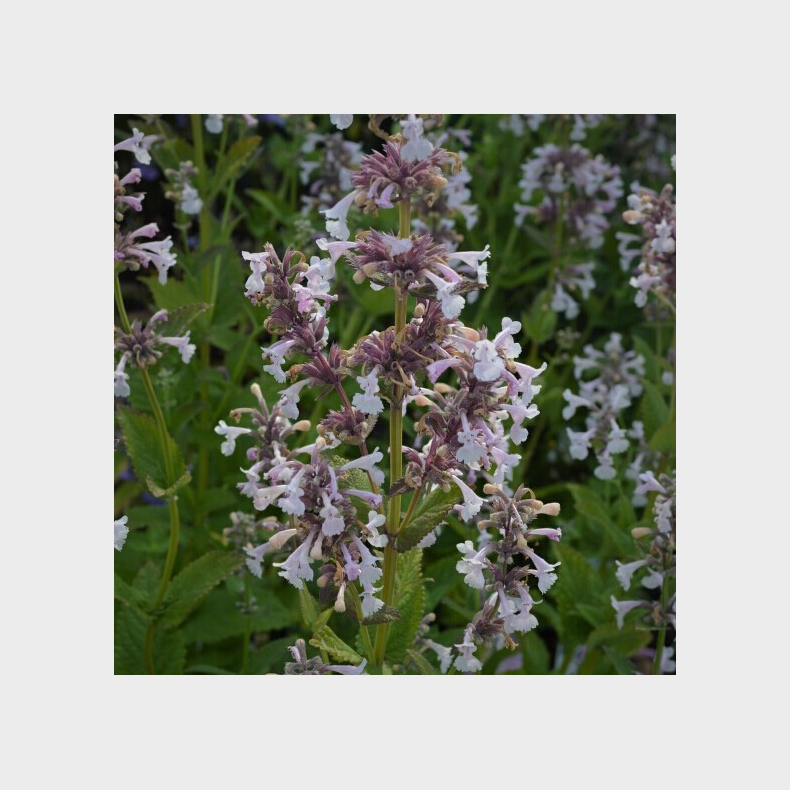 Nepeta grandiflora Dawn to Dusk - Katteurt 