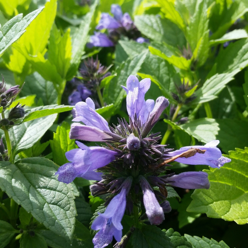 Nepeta hybrida Weinheim Big Blue - Bl�kant - Katteurt
