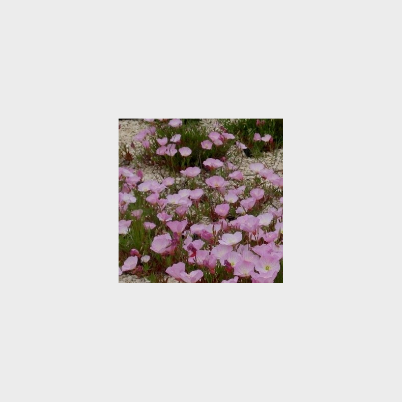 Oenothera speciosa - Natlys
