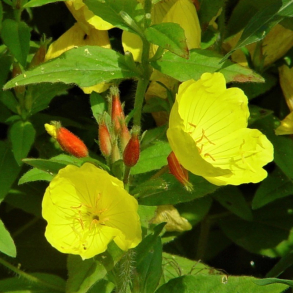 Oenothera tetragona - Staude Natlys