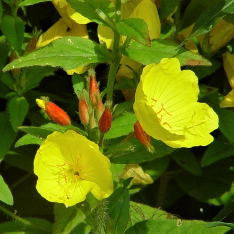 Oenothera tetragona - Staude Natlys