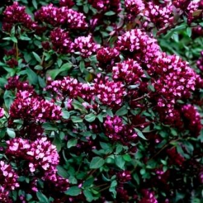 Origanum laevigatum Herrenhausen - Prydoregano
