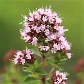 Origanum majorana - Havemerian 