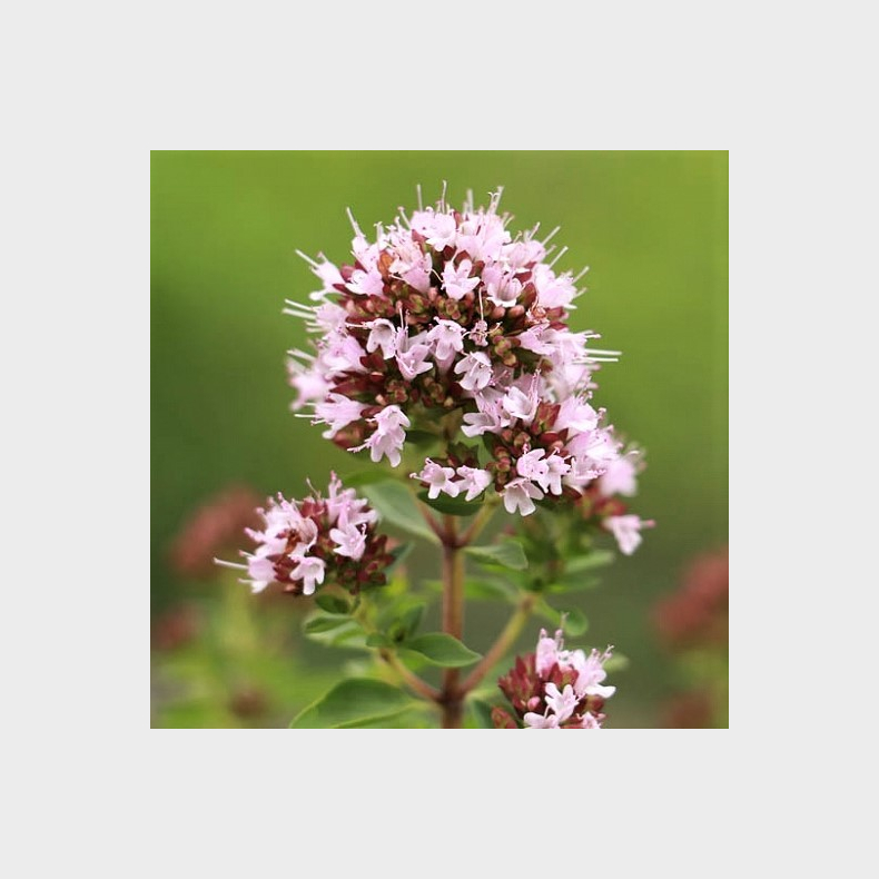 Origanum majorana - Havemerian 