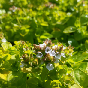 Origanum vulgare Thumbles Variety - Oregano