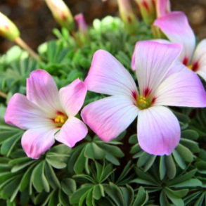 Oxalis adenophylla - Kirtelsurkl�ver 5 l�g str. 6/+ ikke i potte