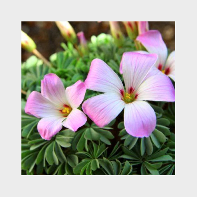 Oxalis adenophylla - Kirtelsurkl�ver 5 l�g str. 6/+ ikke i potte