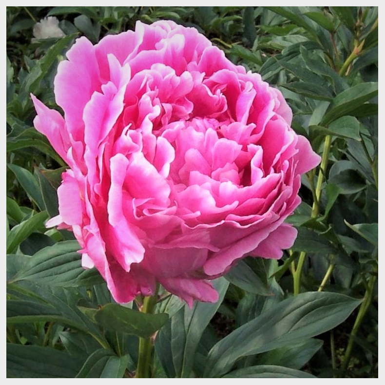 Paeonia Dr Alexander Fleming - Silkepon 2L
