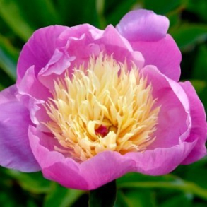 Paeonia Bowl of Beauty - Silkepon 2L