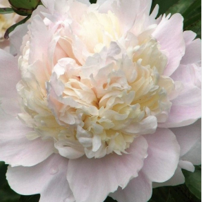 Paeonia lactiflora Shirley Temple - Silkepon 4L