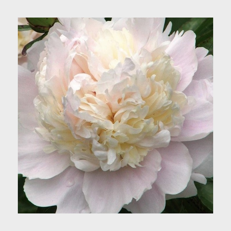 Paeonia lactiflora Shirley Temple - Silkepon 4L