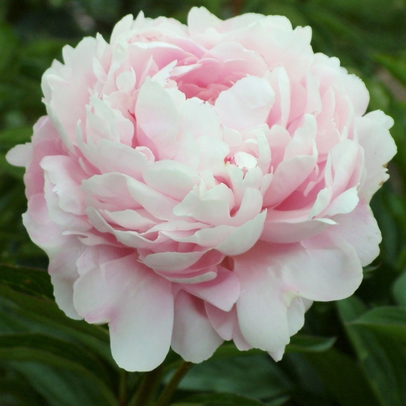 Paeonia Lady Alexandra Duff - Silkepon 4L