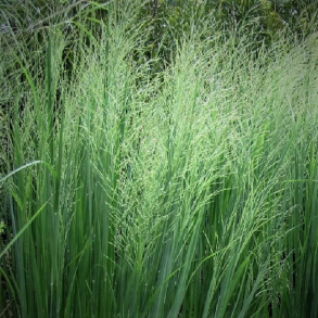Panicum virgatum Cloud Nine - Rishirse