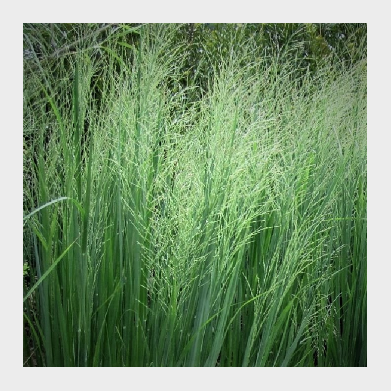 Panicum virgatum Cloud Nine - Rishirse