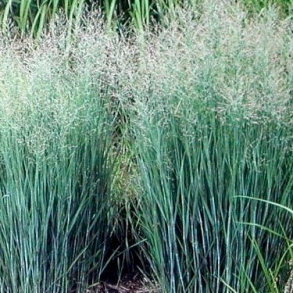Panicum virgatum Heavy Metal -  Rishirse