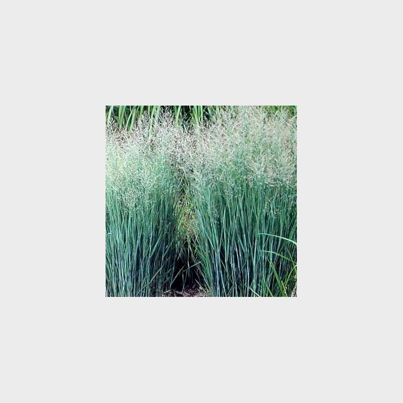 Panicum virgatum Heavy Metal -  Rishirse
